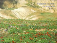 /album/galeria-de-fotos/flore-deseerto-jpg/